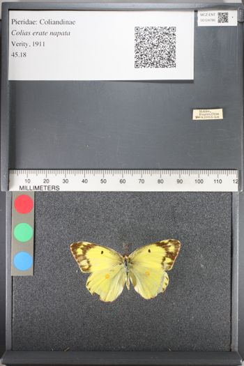 Media type: image;   Entomology 124786
